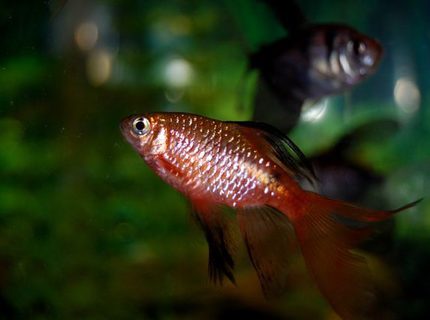 freshwater fish - puntius conchonius - rosy barb stocking in 55 gallons tank - Longfinned Rosy Barb freshwater fish - puntius conchonius - rosy barb stocking in 55 gallons tank - Longfinned Rosy Barb