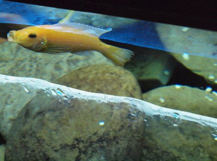 freshwater fish - gyrinocheilos aymonieri - gold algae eater stocking in 55 gallons tank - From above freshwater fish - gyrinocheilos aymonieri - gold algae eater stocking in 55 gallons tank - From above