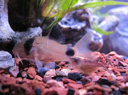 freshwater fish - corydoras panda - panda cory cat stocking in 16 gallons tank - Panda Cory and Red Cherry Shrimp Scurrying by. freshwater fish - corydoras panda - panda cory cat stocking in 16 gallons tank - Panda Cory and Red Cherry Shrimp Scurrying by.