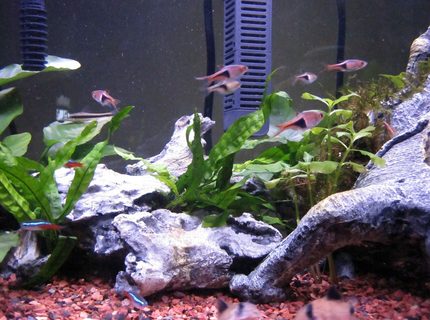 freshwater fish - rasbora heteromorpha - harlequin rasbora stocking in 16 gallons tank - Harlequin Rasbora freshwater fish - rasbora heteromorpha - harlequin rasbora stocking in 16 gallons tank - Harlequin Rasbora