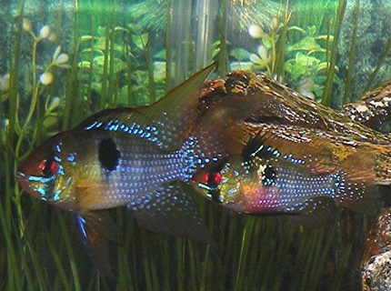 freshwater fish - papiliochromis ramirezi - german blue ram stocking in 30 gallons tank - German Blue Ram pair freshwater fish - papiliochromis ramirezi - german blue ram stocking in 30 gallons tank - German Blue Ram pair