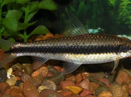 freshwater fish - crossocheilus siamensis - siamese algae eater stocking in 30 gallons tank - Siamese Algae Eater eating flake food freshwater fish - crossocheilus siamensis - siamese algae eater stocking in 30 gallons tank - Siamese Algae Eater eating flake food