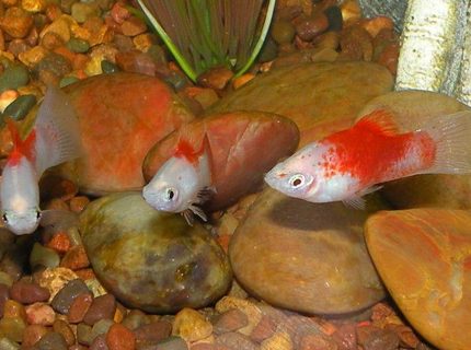 freshwater fish - xiphophorus maculatus - platy stocking in 30 gallons tank - Platys freshwater fish - xiphophorus maculatus - platy stocking in 30 gallons tank - Platys