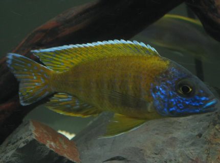 freshwater fish - aulonocara baenschi - sunshine peacock stocking in 60 gallons tank - Peacock Cichlid freshwater fish - aulonocara baenschi - sunshine peacock stocking in 60 gallons tank - Peacock Cichlid