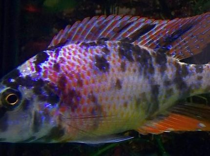 freshwater fish - dimidiochromis compressiceps - compressiceps cichlid stocking in 54 gallons tank - OB Compressicep freshwater fish - dimidiochromis compressiceps - compressiceps cichlid stocking in 54 gallons tank - OB Compressicep
