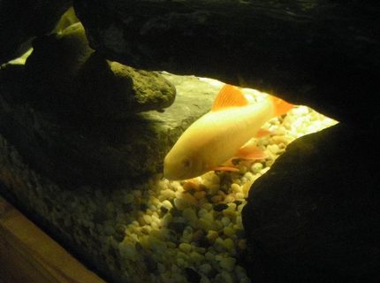 freshwater fish - epalzeorhynchos frenatus - albino rainbow shark stocking in 40 gallons tank - Albino rainbow shark in his cave. freshwater fish - epalzeorhynchos frenatus - albino rainbow shark stocking in 40 gallons tank - Albino rainbow shark in his cave.