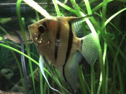 freshwater fish - pterophyllum scalare - zebra angelfish stocking in 55 gallons tank - Male Angelfish freshwater fish - pterophyllum scalare - zebra angelfish stocking in 55 gallons tank - Male Angelfish