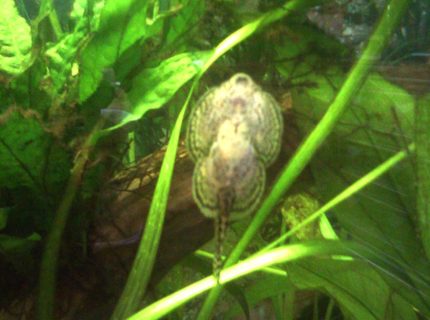freshwater fish - beaufortia kweichowensis - butterfly hillstream loach stocking in 55 gallons tank - Reticulated Hill Stream Loach freshwater fish - beaufortia kweichowensis - butterfly hillstream loach stocking in 55 gallons tank - Reticulated Hill Stream Loach