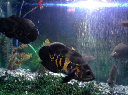 freshwater fish - astronotus ocellatus - tiger oscar stocking in 90 gallons tank - My fav freshwater fish - astronotus ocellatus - tiger oscar stocking in 90 gallons tank - My fav