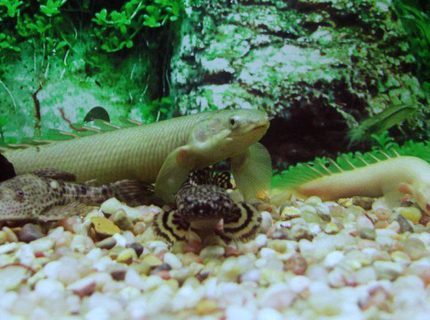 freshwater fish - polypterus senegalus - cuvier bichir stocking in 1200 gallons tank - the polypterus enjoying the tank freshwater fish - polypterus senegalus - cuvier bichir stocking in 1200 gallons tank - the polypterus enjoying the tank