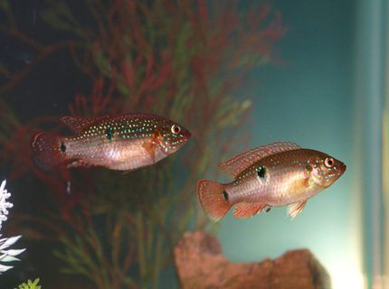freshwater fish - hemichromis bimaculatus - jewel cichlid stocking in 55 gallons tank - Jeweled Cichlids freshwater fish - hemichromis bimaculatus - jewel cichlid stocking in 55 gallons tank - Jeweled Cichlids
