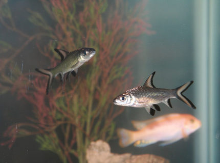 freshwater fish - balantiocheilus melanopterus - bala shark stocking in 55 gallons tank - Bala Sharks freshwater fish - balantiocheilus melanopterus - bala shark stocking in 55 gallons tank - Bala Sharks