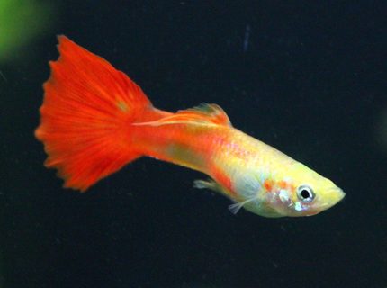 freshwater fish - poecilia reticulata - orange sunshine guppy stocking in 29 gallons tank - guppy freshwater fish - poecilia reticulata - orange sunshine guppy stocking in 29 gallons tank - guppy