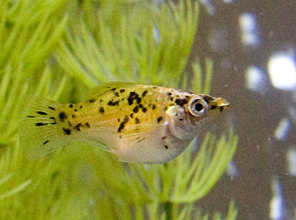 freshwater fish - poecilia latipinna - balloon molly stocking in 55 gallons tank - "Chunk" One of my Spotted Balloon Mollys freshwater fish - poecilia latipinna - balloon molly stocking in 55 gallons tank - "Chunk" One of my Spotted Balloon Mollys