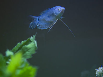 freshwater fish - trichogaster trichopterus - blue gourami stocking in 55 gallons tank - **One of my new additions to the tank--Blue Grommie freshwater fish - trichogaster trichopterus - blue gourami stocking in 55 gallons tank - **One of my new additions to the tank--Blue Grommie