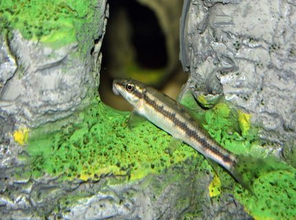 freshwater fish - gyrinocheilos aymonieri - chinese algae eater stocking in 65 gallons tank - My Sucker Loach getting ready to turn in for the night. He loves sleeping in the cave. freshwater fish - gyrinocheilos aymonieri - chinese algae eater stocking in 65 gallons tank - My Sucker Loach getting ready to turn in for the night. He loves sleeping in the cave.