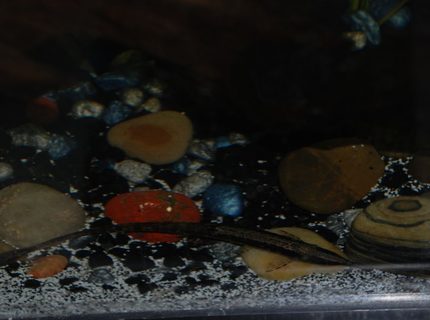 freshwater fish - farlowella gracilis - whiptail cat stocking in 37 gallons tank - Iago the farlowella cat freshwater fish - farlowella gracilis - whiptail cat stocking in 37 gallons tank - Iago the farlowella cat