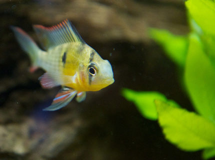 freshwater fish - microgeophagus altispinosa - bolivian ram stocking in 37 gallons tank - Bolivian Ram freshwater fish - microgeophagus altispinosa - bolivian ram stocking in 37 gallons tank - Bolivian Ram