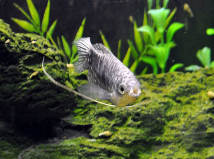 freshwater fish - trichogaster trichopterus - opaline gourami stocking in 55 gallons tank - Pucker up! Opaline gourami kisses! freshwater fish - trichogaster trichopterus - opaline gourami stocking in 55 gallons tank - Pucker up! Opaline gourami kisses!