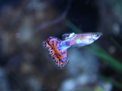 freshwater fish - poecilia reticulata - cobra guppy stocking in 125 gallons tank - guppy freshwater fish - poecilia reticulata - cobra guppy stocking in 125 gallons tank - guppy