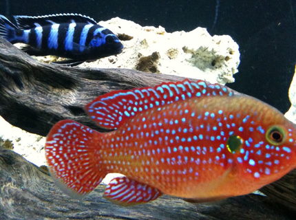 freshwater fish - hemichromis bimaculatus - jewel cichlid stocking in 40 gallons tank - red jewel and demonsi freshwater fish - hemichromis bimaculatus - jewel cichlid stocking in 40 gallons tank - red jewel and demonsi