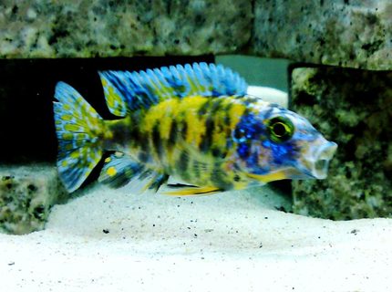 Rated #9: Freshwater Fish - Aulonocara Nyassae Var. - Peacock Cichlid, Orange Blossom Stocking In 120 Gallons Tank - Aulonocara O.B. Marble Peacock.
Young one. Taken using SE 8.1mp camera phone. Rated #9: Freshwater Fish - Aulonocara Nyassae Var. - Peacock Cichlid, Orange Blossom Stocking In 120 Gallons Tank - Aulonocara O.B. Marble Peacock.
Young one. Taken using SE 8.1mp camera phone.