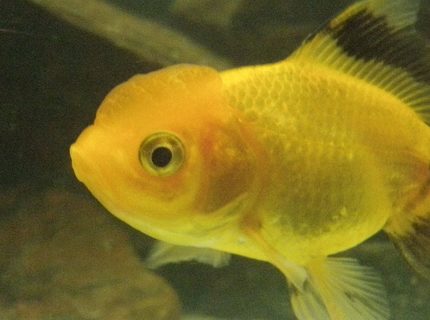 freshwater fish - carassius auratus - oranda goldfish stocking in 46 gallons tank - My oranda Michael
What do you think? Please comment freshwater fish - carassius auratus - oranda goldfish stocking in 46 gallons tank - My oranda Michael
What do you think? Please comment