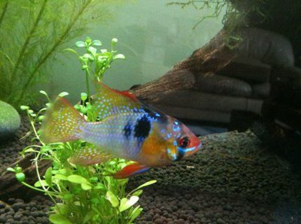 Rated #6: Freshwater Fish - Papiliochromis Ramirezi - German Blue Ram Stocking In 40 Gallons Tank - My Ram! Rated #6: Freshwater Fish - Papiliochromis Ramirezi - German Blue Ram Stocking In 40 Gallons Tank - My Ram!