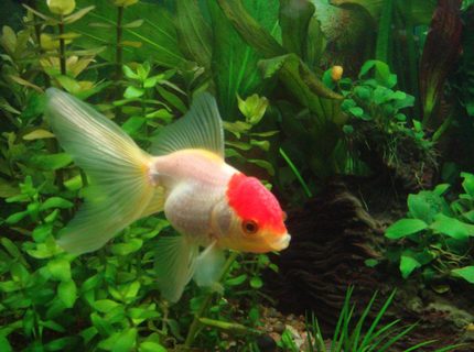 freshwater fish - carassius auratus - red cap oranda goldfish stocking in 25 gallons tank - redcap freshwater fish - carassius auratus - red cap oranda goldfish stocking in 25 gallons tank - redcap