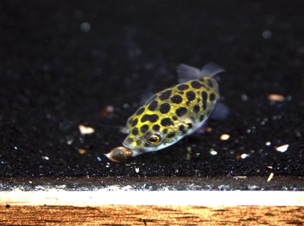 freshwater fish - tetraodon nigroviridis - green spotted puffer stocking in 65 gallons tank - Green Spotted Puffer munching on a snail freshwater fish - tetraodon nigroviridis - green spotted puffer stocking in 65 gallons tank - Green Spotted Puffer munching on a snail
