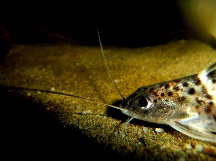 freshwater fish - pimelodus pictus - pictus cat stocking in 55 gallons tank - Pictus Catfish freshwater fish - pimelodus pictus - pictus cat stocking in 55 gallons tank - Pictus Catfish