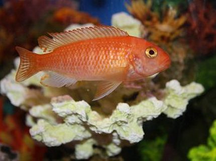 freshwater fish - pseudotropheus estherae - red zebra cichlid stocking in 55 gallons tank - Zebra African Cichlid freshwater fish - pseudotropheus estherae - red zebra cichlid stocking in 55 gallons tank - Zebra African Cichlid