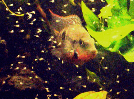 freshwater fish - thorichthys meeki - firemouth cichlid stocking in 35 gallons tank - father firemouth freshwater fish - thorichthys meeki - firemouth cichlid stocking in 35 gallons tank - father firemouth