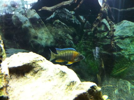 freshwater fish - aulonocara baenschi - sunshine peacock stocking in 90 gallons tank - This is one of my peacocks that is really starting to color up nice, he may be a show prospect freshwater fish - aulonocara baenschi - sunshine peacock stocking in 90 gallons tank - This is one of my peacocks that is really starting to color up nice, he may be a show prospect