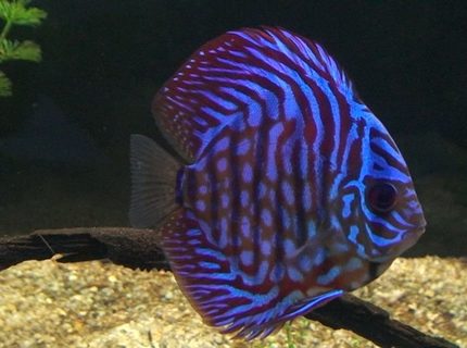 Rated #3: Freshwater Fish - Symphysodon Aequifasciata - Royal Blue Discus Stocking In 209 Gallons Tank Rated #3: Freshwater Fish - Symphysodon Aequifasciata - Royal Blue Discus Stocking In 209 Gallons Tank