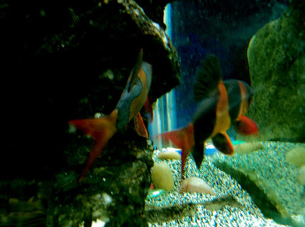 freshwater fish - botia macracantha - clown loach stocking in 90 gallons tank - couple a clown loaches freshwater fish - botia macracantha - clown loach stocking in 90 gallons tank - couple a clown loaches