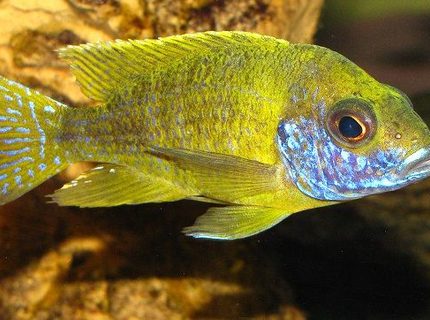 freshwater fish - aulonocara stuartgranti - orange peacock stocking in 137 gallons tank - Aulonocara sp. ''Stuartgranti Maleri'' freshwater fish - aulonocara stuartgranti - orange peacock stocking in 137 gallons tank - Aulonocara sp. ''Stuartgranti Maleri''