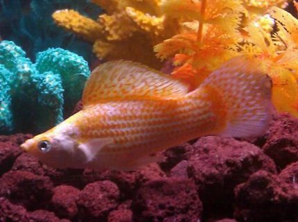 freshwater fish - poecilia latipinna - golden sailfin molly stocking in 110 gallons tank - Molly freshwater fish - poecilia latipinna - golden sailfin molly stocking in 110 gallons tank - Molly