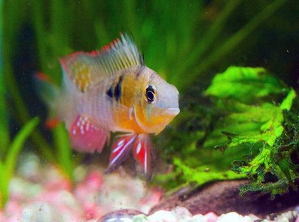 freshwater fish - microgeophagus altispinosa - bolivian ram stocking in 33 gallons tank - Bolivian ram - Face to face with gill flaring ram freshwater fish - microgeophagus altispinosa - bolivian ram stocking in 33 gallons tank - Bolivian ram - Face to face with gill flaring ram