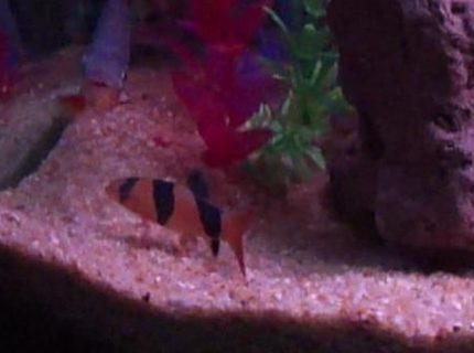 freshwater fish - botia macracantha - clown loach stocking in 40 gallons tank - Clown Loach freshwater fish - botia macracantha - clown loach stocking in 40 gallons tank - Clown Loach