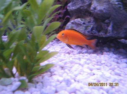 freshwater fish - labidochromis caeruleus - electric yellow cichlid stocking in 125 gallons tank - Lab just chillin. freshwater fish - labidochromis caeruleus - electric yellow cichlid stocking in 125 gallons tank - Lab just chillin.