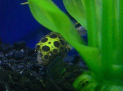 freshwater fish - tetraodon nigroviridis - green spotted puffer stocking in 55 gallons tank - Green Spotted Puffer freshwater fish - tetraodon nigroviridis - green spotted puffer stocking in 55 gallons tank - Green Spotted Puffer