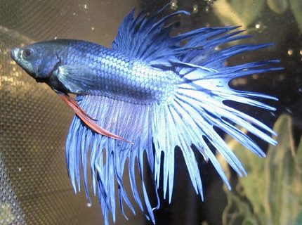 freshwater fish - betta splendens - crown tail betta stocking in 20 gallons tank - My Beautiful Betta Benni :) freshwater fish - betta splendens - crown tail betta stocking in 20 gallons tank - My Beautiful Betta Benni :)