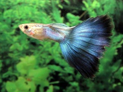 freshwater fish - poecilia reticulata - blue delta guppy stocking in 54 gallons tank - my guppy :-D freshwater fish - poecilia reticulata - blue delta guppy stocking in 54 gallons tank - my guppy :-D