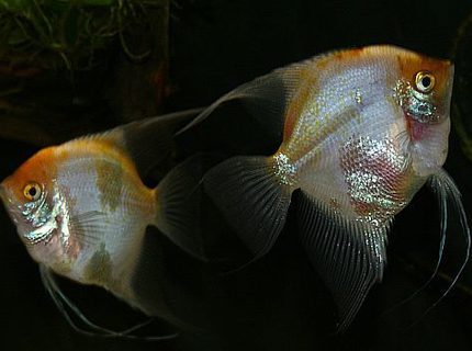 freshwater fish - pterophyllum scalare - sunset blushing veil angelfish - Sunset Blushing Angelfish Females freshwater fish - pterophyllum scalare - sunset blushing veil angelfish - Sunset Blushing Angelfish Females