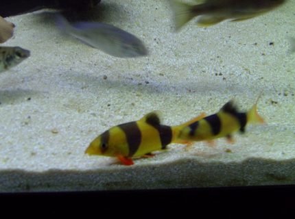 freshwater fish - botia macracantha - clown loach stocking in 90 gallons tank - My baby Clown Loaches. freshwater fish - botia macracantha - clown loach stocking in 90 gallons tank - My baby Clown Loaches.
