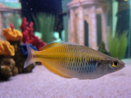 freshwater fish - melanotaenia boesemani - boesemani rainbow stocking in 45 gallons tank - Boesemani Rainbowfish freshwater fish - melanotaenia boesemani - boesemani rainbow stocking in 45 gallons tank - Boesemani Rainbowfish