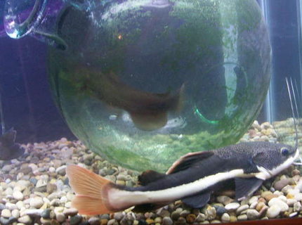freshwater fish - phractocephalus hemioliopterus - redtail cat stocking in 120 gallons tank - th red tailed and bull head freshwater fish - phractocephalus hemioliopterus - redtail cat stocking in 120 gallons tank - th red tailed and bull head