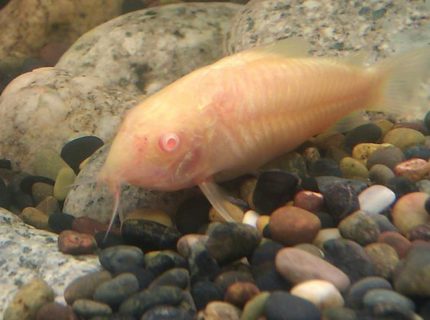 freshwater fish - corydoras aeneus - albino aeneus cory cat stocking in 125 gallons tank - Cory freshwater fish - corydoras aeneus - albino aeneus cory cat stocking in 125 gallons tank - Cory