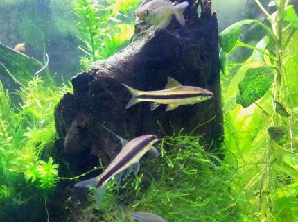 freshwater fish - crossocheilus siamensis - siamese algae eater stocking in 55 gallons tank - Siamese Algae Eaters freshwater fish - crossocheilus siamensis - siamese algae eater stocking in 55 gallons tank - Siamese Algae Eaters